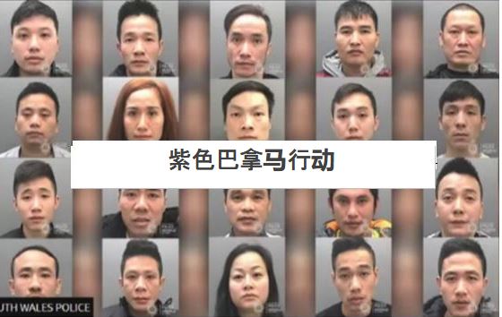 紫色巴拿马行动报道